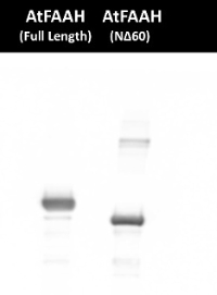 FAAH | Fatty acid amide hydrolase in the group Antibodies Plant/Algal / Hormones / Biosynthesis/regulation at Agrisera AB (Antibodies for research) (AS16 3972)